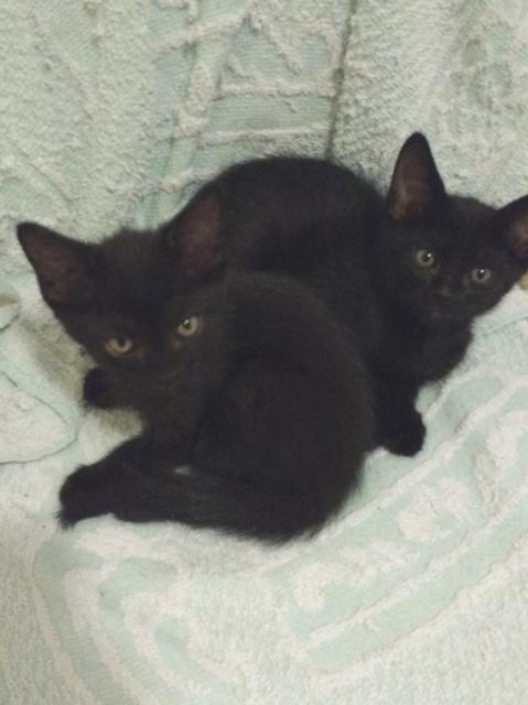 multimedia-foto39075-990-3