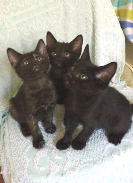 multimedia-foto39077-55-3