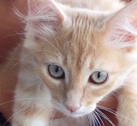 multimedia-foto39080-458-3