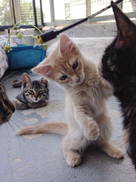 multimedia-foto39083-96-3