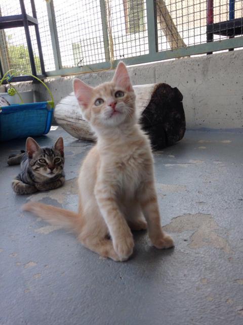 multimedia-foto39085-454-3