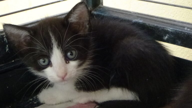 multimedia-foto39220-382-3