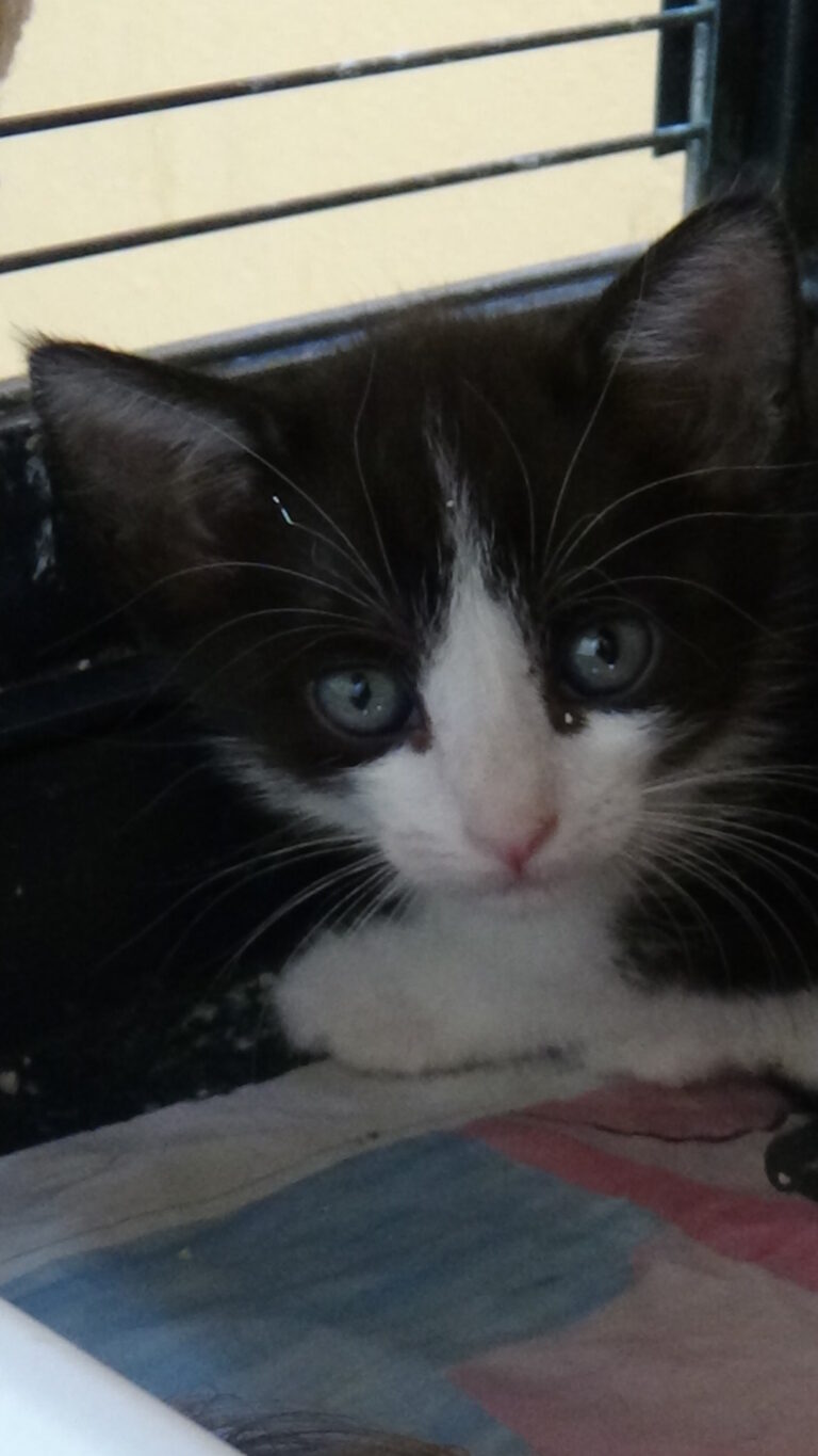 multimedia-foto39221-583-3