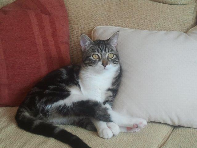 multimedia-foto39234-373-3