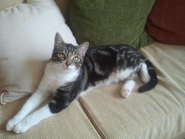 multimedia-foto39235-597-3