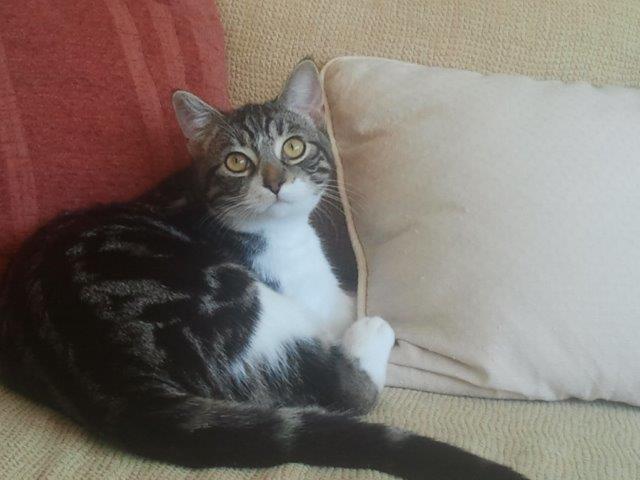 multimedia-foto39236-817-3