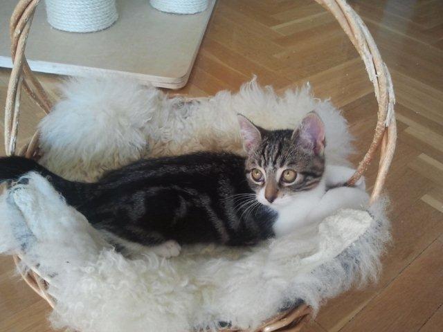 multimedia-foto39243-885-3