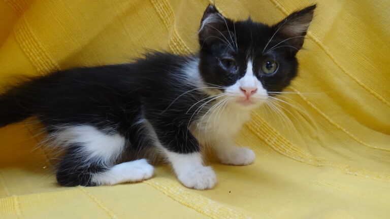 multimedia-foto39293-424-3