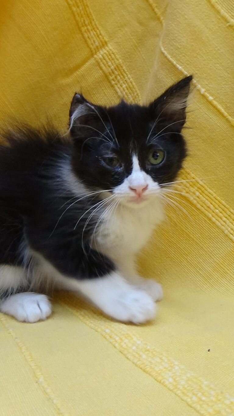 multimedia-foto39295-862-3