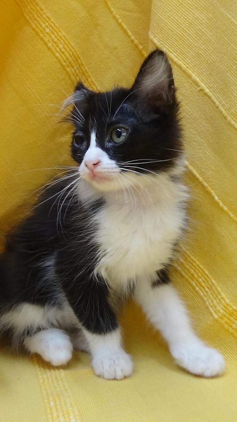 multimedia-foto39297-259-3