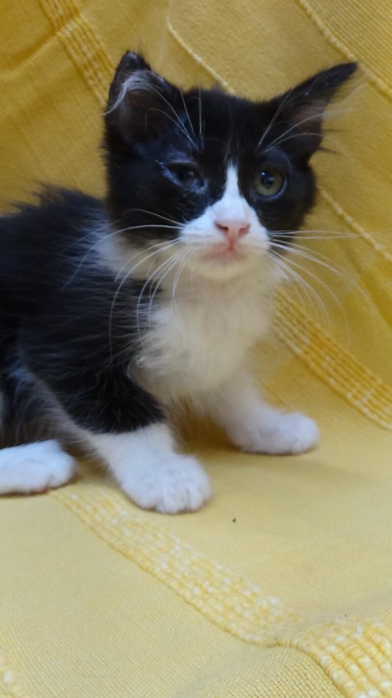 multimedia-foto39299-652-3