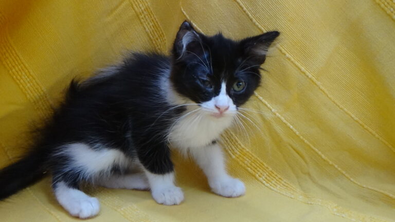 multimedia-foto39301-68-3