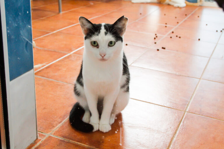 multimedia-foto39311-437-3