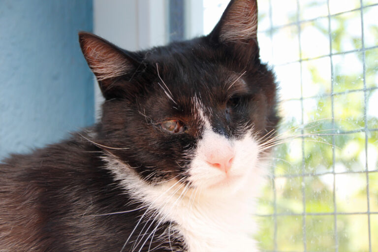 multimedia-foto39316-720-3