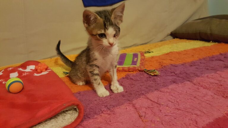 multimedia-foto39325-448-3