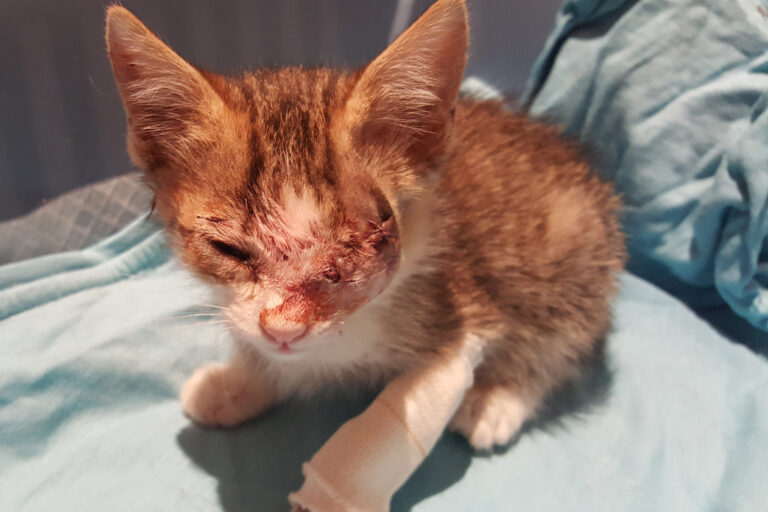 multimedia-foto39327-887-3