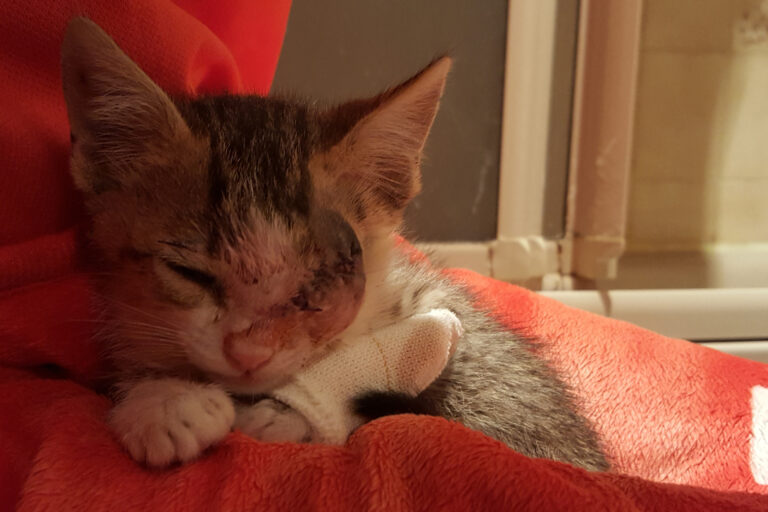 multimedia-foto39328-87-3