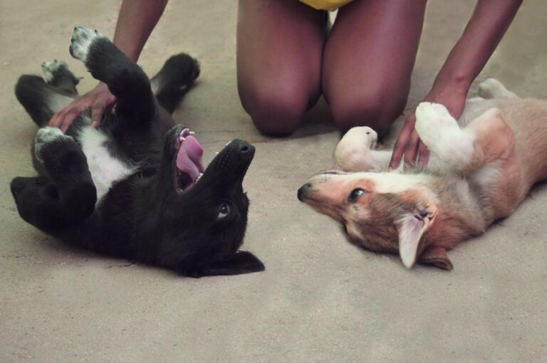 multimedia-foto39332-91-3