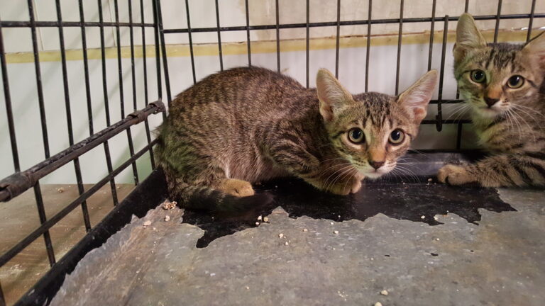 multimedia-foto39366-483-3