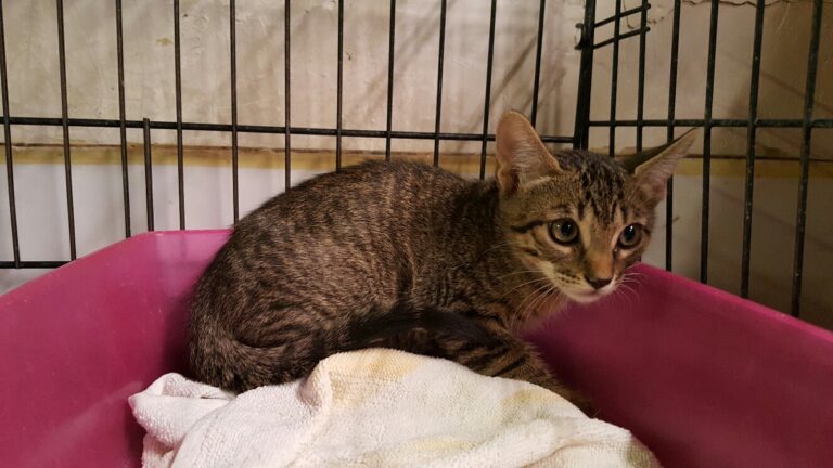 multimedia-foto39367-706-3