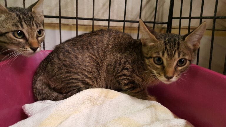 multimedia-foto39368-920-3