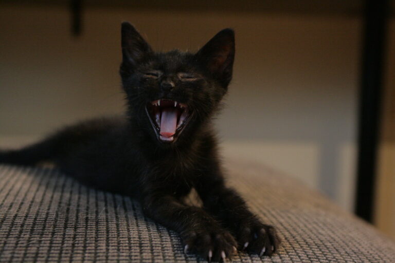 multimedia-foto39372-488-3