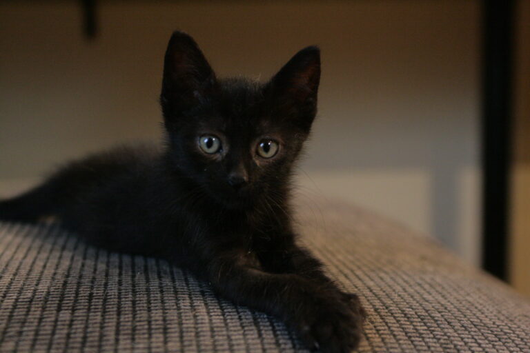 multimedia-foto39373-711-3