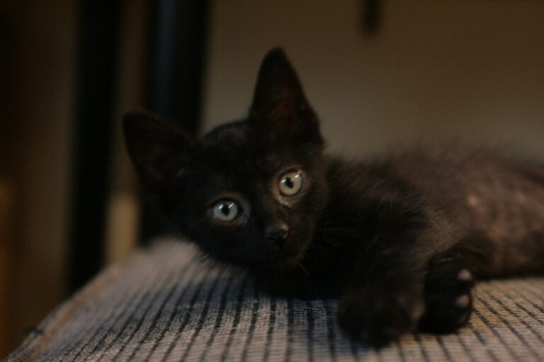 multimedia-foto39375-124-3