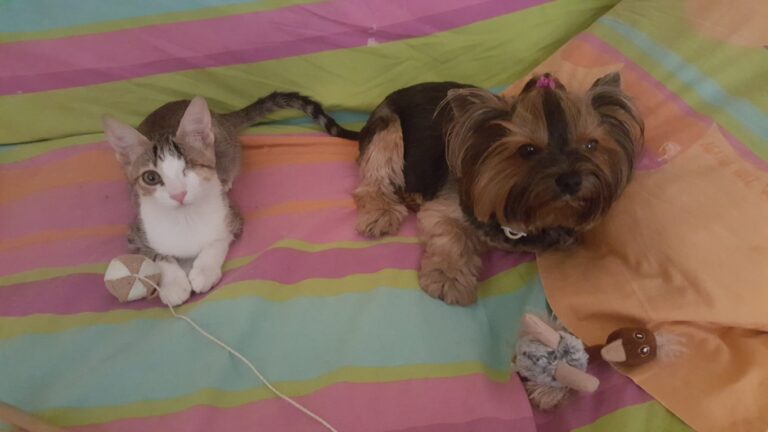 multimedia-foto39383-483-3