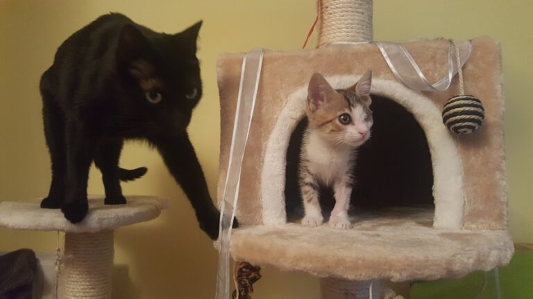 multimedia-foto39384-629-3