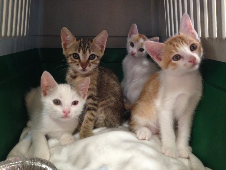 multimedia-foto39385-499-3