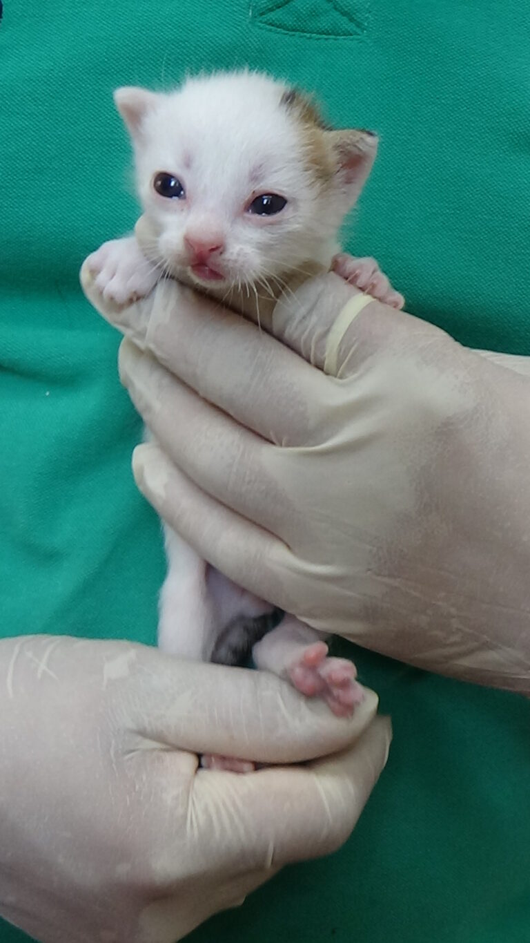 multimedia-foto39392-938-3