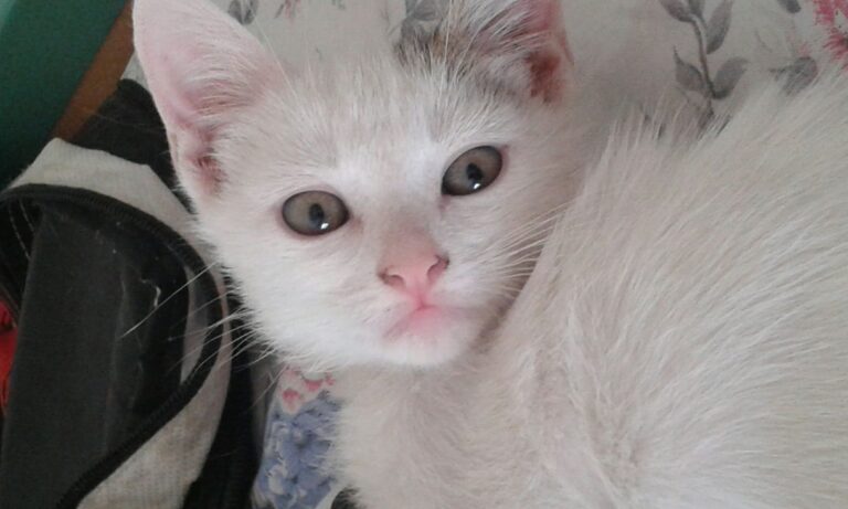 multimedia-foto39394-137-3