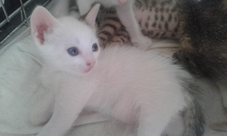 multimedia-foto39396-490-3