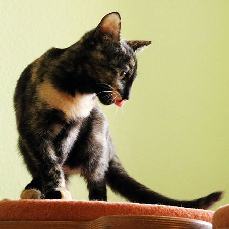 multimedia-foto39423-344-3