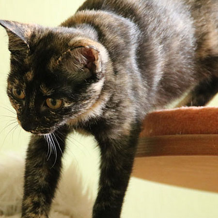 multimedia-foto39424-345-3