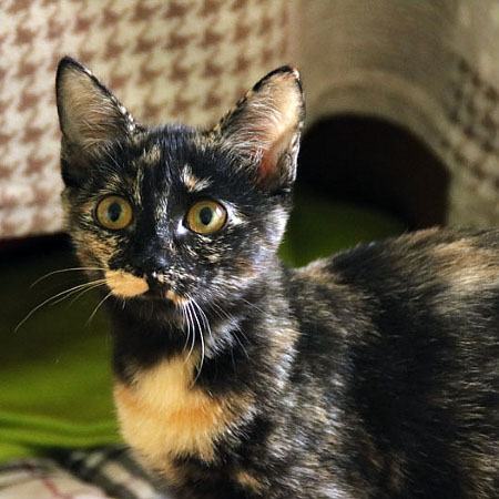 multimedia-foto39425-510-3