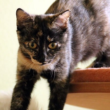 multimedia-foto39426-652-3