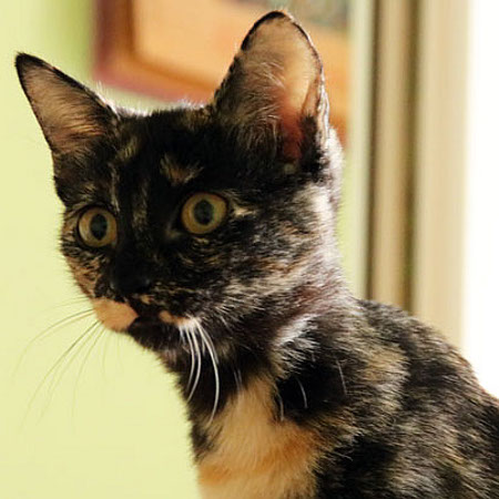 multimedia-foto39427-774-3