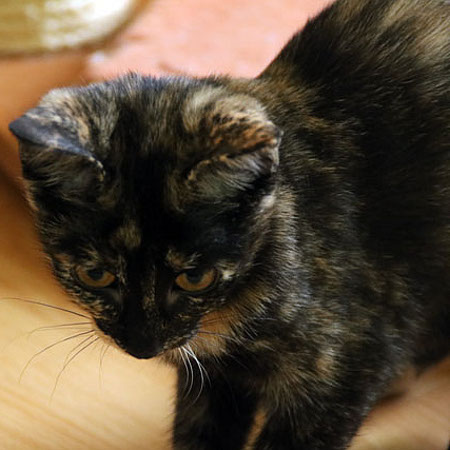 multimedia-foto39428-871-3