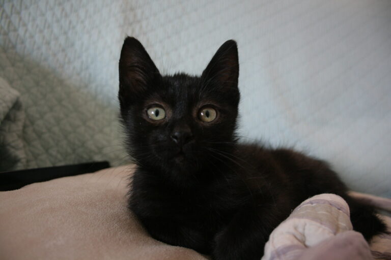 multimedia-foto39434-172-3