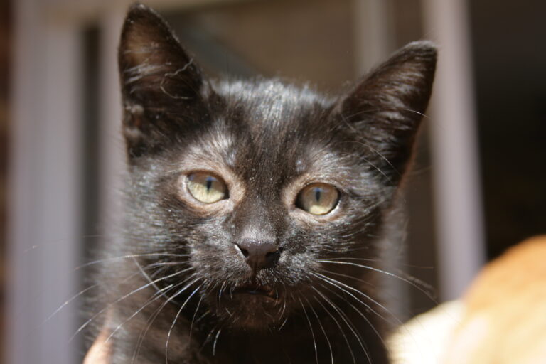 multimedia-foto39435-352-3