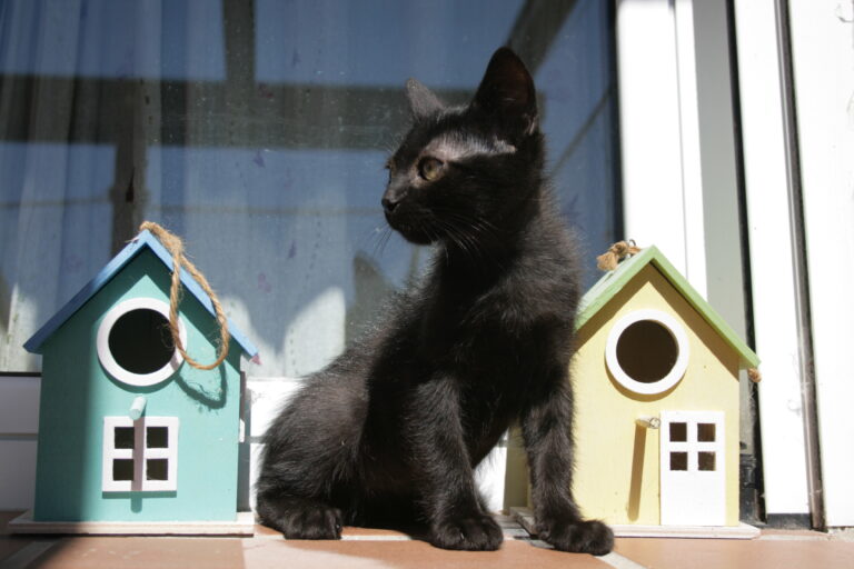 multimedia-foto39436-516-3