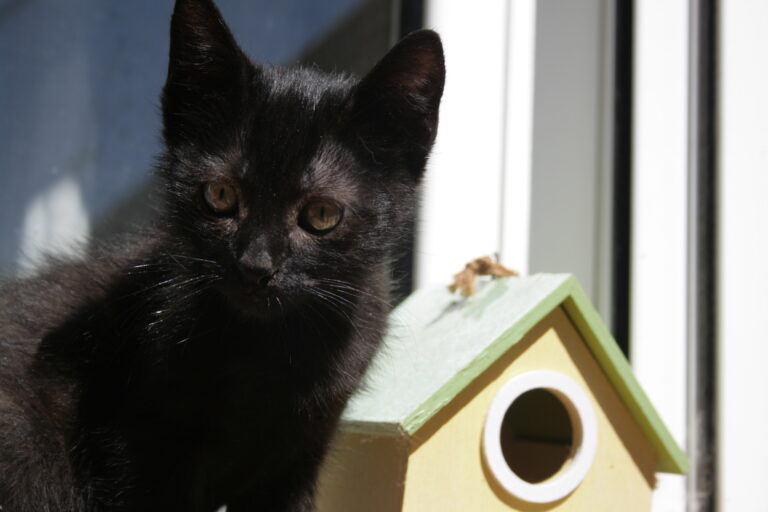 multimedia-foto39437-657-3