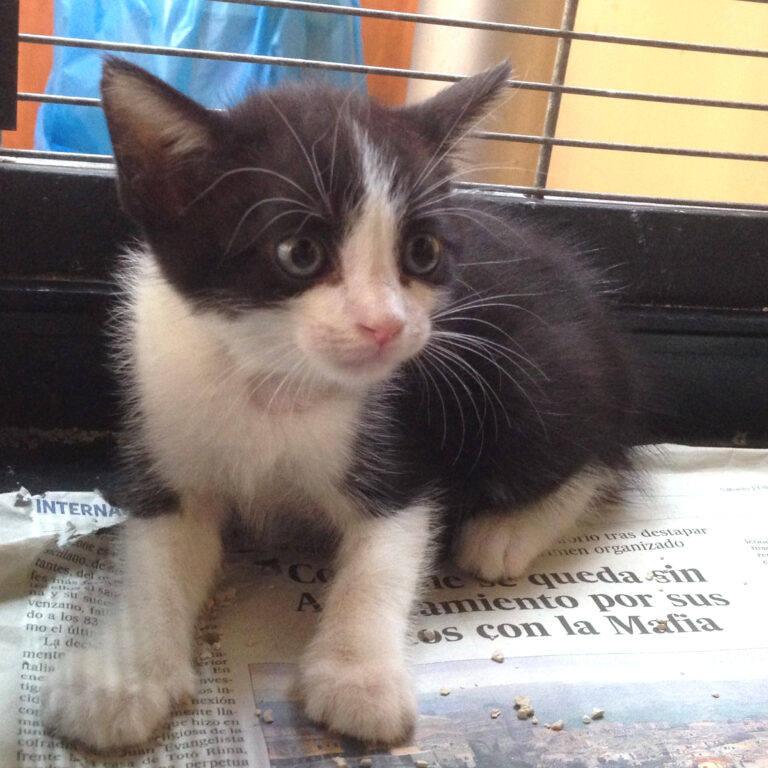 multimedia-foto39450-778-3