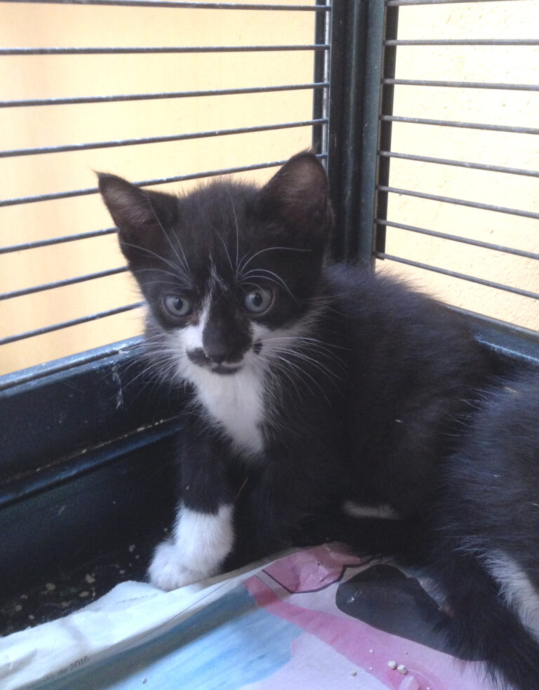 multimedia-foto39453-784-3