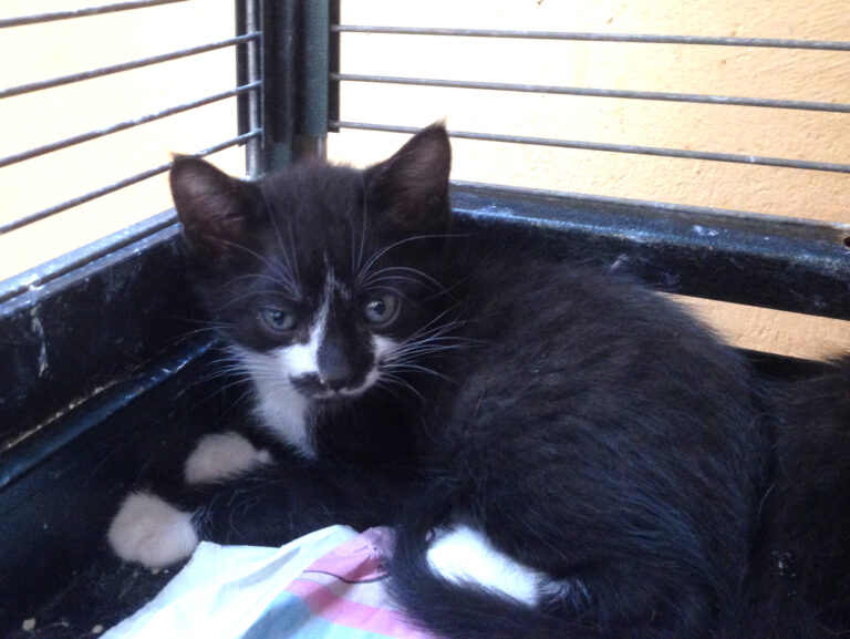 multimedia-foto39454-991-3