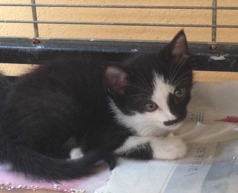 multimedia-foto39455-994-3