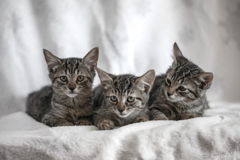 multimedia-foto39477-804-3