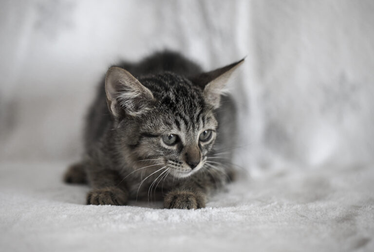 multimedia-foto39482-364-3